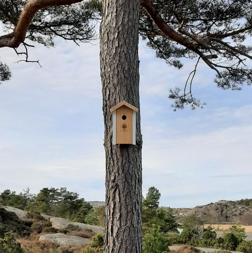Fuglekasser på plass før fuglene bygger reir