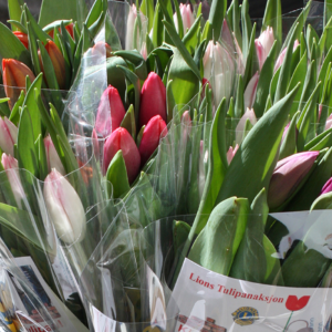 Årets tulipanaksjon 