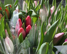 Artikkelbilde til artikkelen Årets tulipanaksjon 